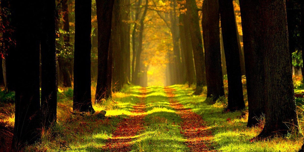 Sherwood Forest Thoresby10 10k 10 mile race running