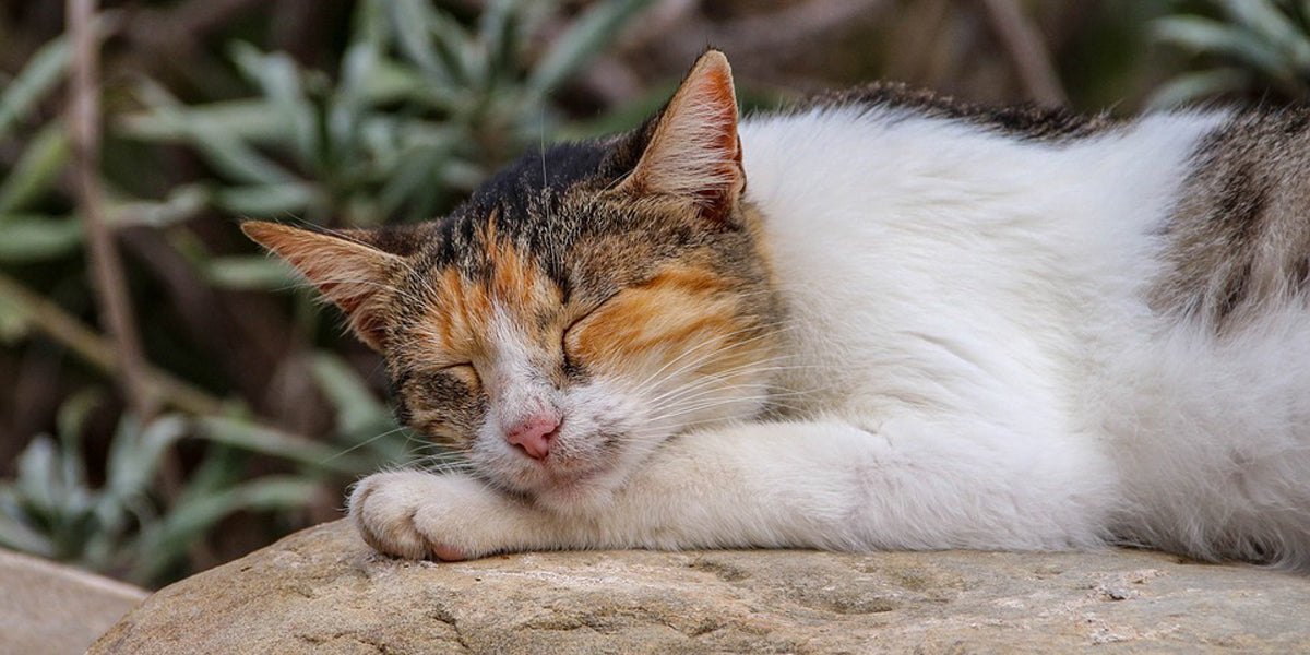 sleep snooze cat nap happy