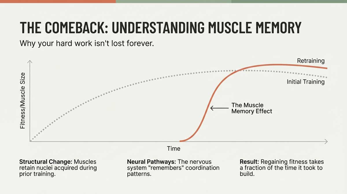 Chart explaining the Muscle Memory Effect and rapid retraining