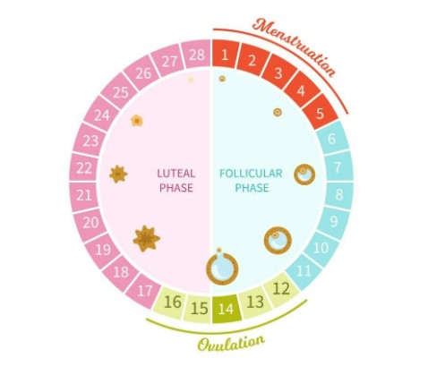 menstrual cycle stages graphic