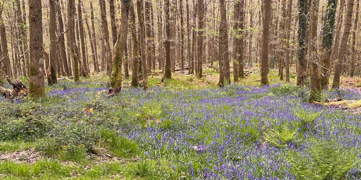 Bluebells blooming in the private woods at Tyle Glas