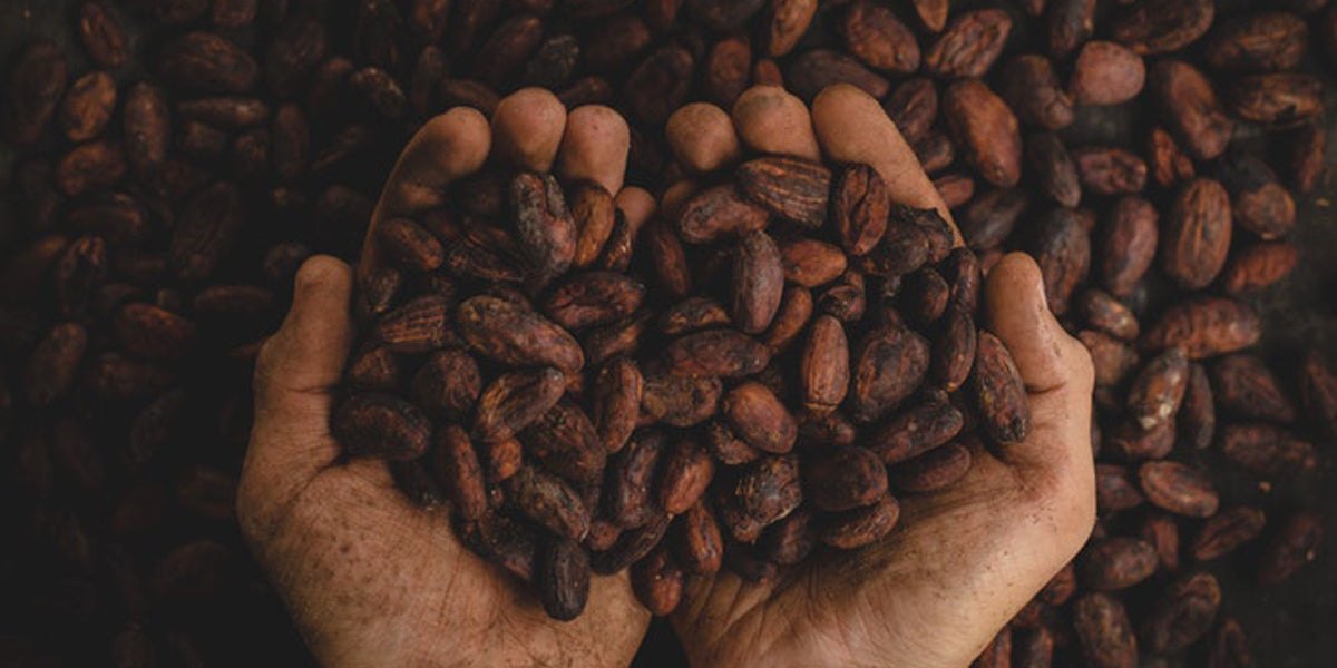 Cocoa vs cacao health benefits nutrition