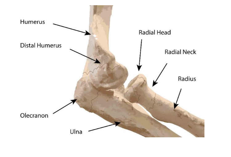 elbow fracture diagram