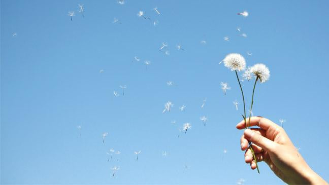 Hay fever Dandelion Sky Blue Flowers Nature