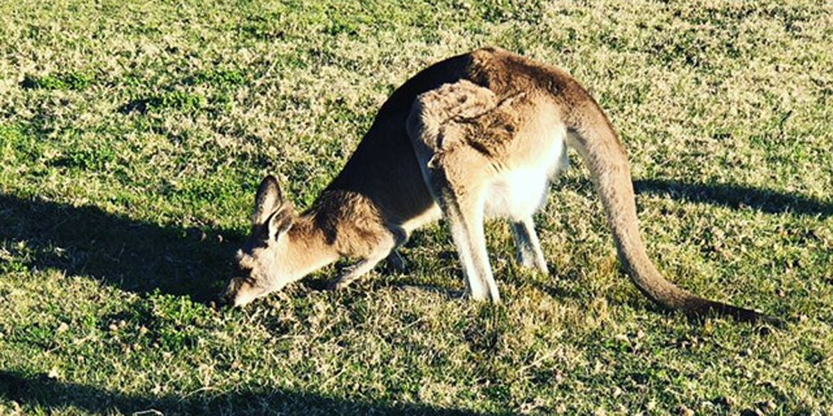kangaroo triathlon race Australia