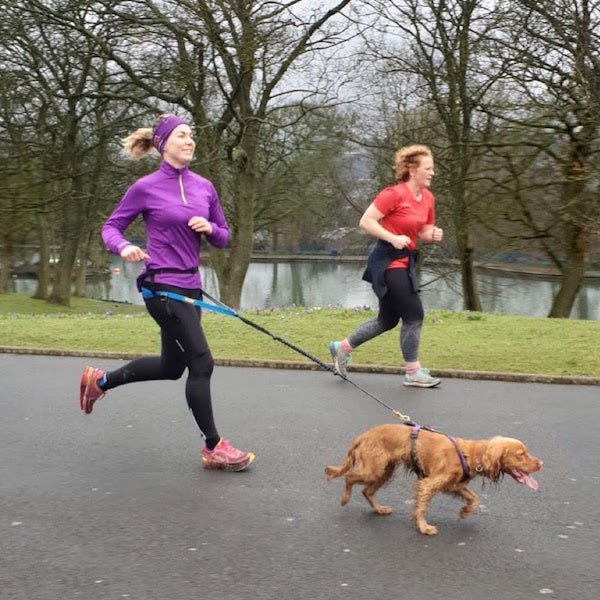 Sundried ambassador running canicross
