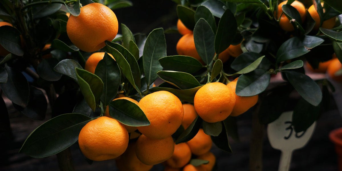 vitamin c oranges