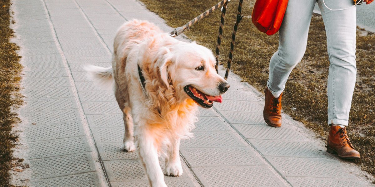 walking the dog burn calories lose weight get fit